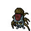 Cave Tarantula